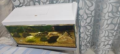 Aquarium pesci bianco 