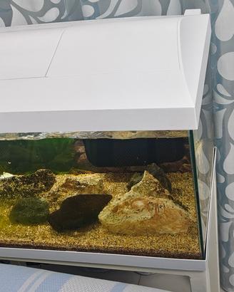 Aquarium pesci bianco 