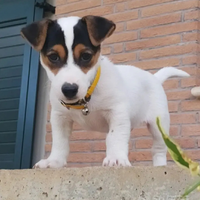 Jack Russell per monta