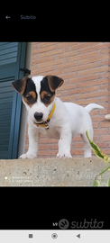 Jack Russell per monta
