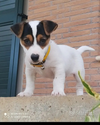 Jack Russell per monta