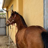 Cavalli