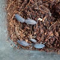 Isopodi Porcellionides pruinosus "Powder blue"