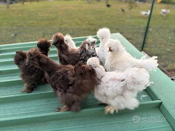 Galline Galli Morosete Moroseta