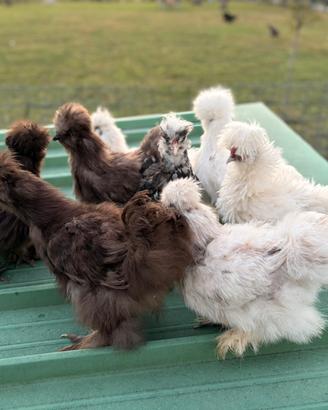 Galline Galli Morosete Moroseta