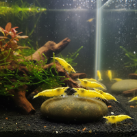 Caridine Yellow Fire neon