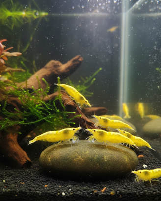 Caridine Yellow Fire neon