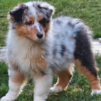 Australian shepherd cucciola pedigree