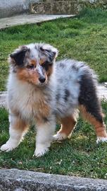 Australian shepherd cucciola pedigree