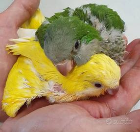 Pulli di parrocchetti monaci