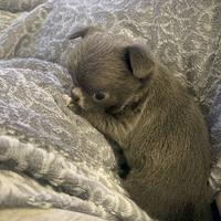 Cucciolo chihuahua pelo lungo maschio