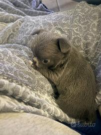 Cucciolo chihuahua pelo lungo maschio