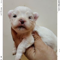 Maltese