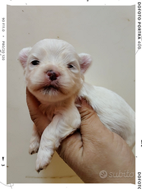 Maltese