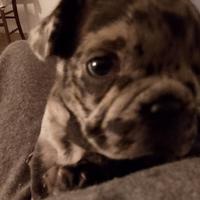 Bulldog francese cucciolo a Catania, 500