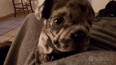 Bulldog francese cucciolo a Catania, 500