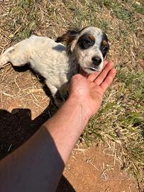 Setter inglesi