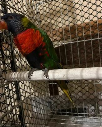 Lory arcobaleno