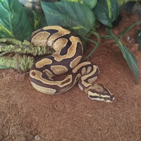 Pitone femmina più teca exo terra