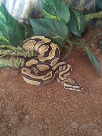 Pitone femmina più teca exo terra
