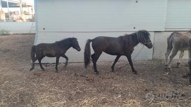 pony maschio