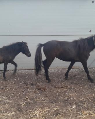 pony maschio