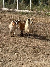 Due capre tibetane e un caprone