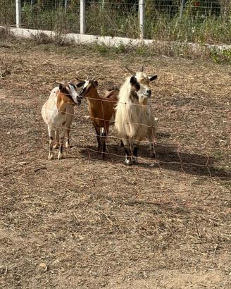 Due capre tibetane e un caprone
