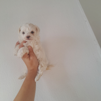 Mini maltipoo toy femmina