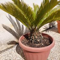 Cycas Revoluta palma nana in vaso