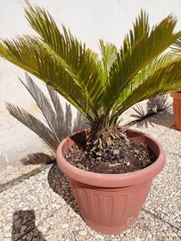 Cycas Revoluta palma nana in vaso