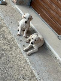 Cane pitbul incrocio maremmano originale