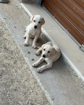 Cane pitbul incrocio maremmano originale