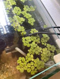 Pianta