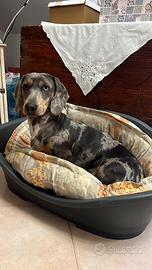 Bassotto Arlecchino per monte