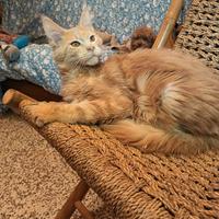 Maine Coon Cucciolo pedigree