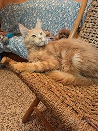 Maine Coon Cucciolo pedigree