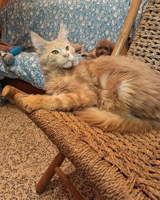 Maine Coon Cucciolo pedigree