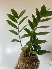 Kokedama zamioculcas