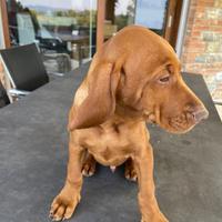 Bracco ungherese Taglia media da regolare