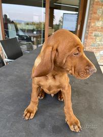 Bracco ungherese Taglia media da regolare