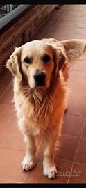 Golden retriever inglese per monta