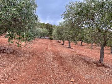 Terreno con ulivi in Puglia Ceglie Messapica BR