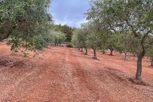 Terreno con ulivi in Puglia Ceglie Messapica BR