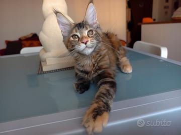 Dolcissima Maine Coon