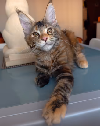 Dolcissima Maine Coon