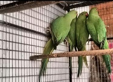 Parrocchetti dal collare