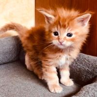 Maine coon maschio rosso