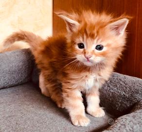 Maine coon maschio rosso