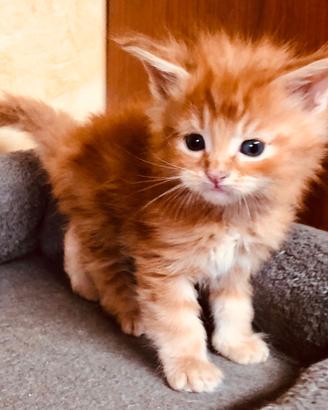 Maine coon maschio rosso
